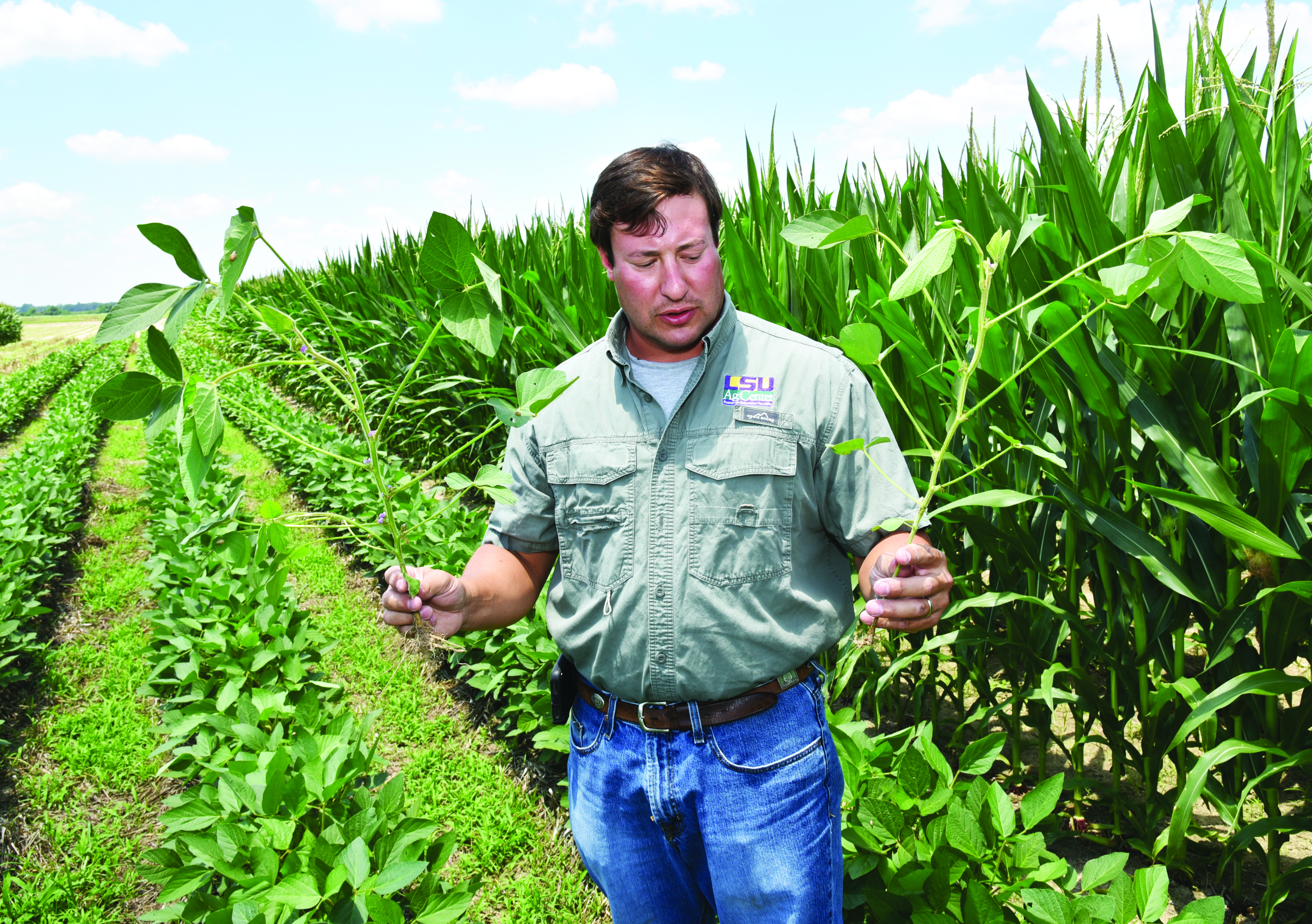 Cover crop research improving yield,  enhancing soil health